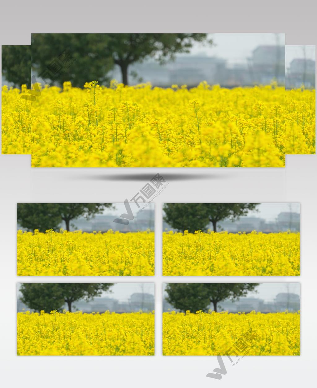 油菜花4K实拍镜头 (7)