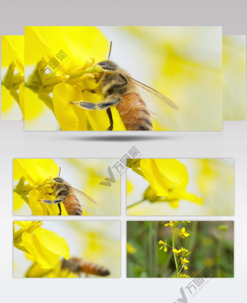 油菜花蜜蜂采蜜实拍镜头 (1)