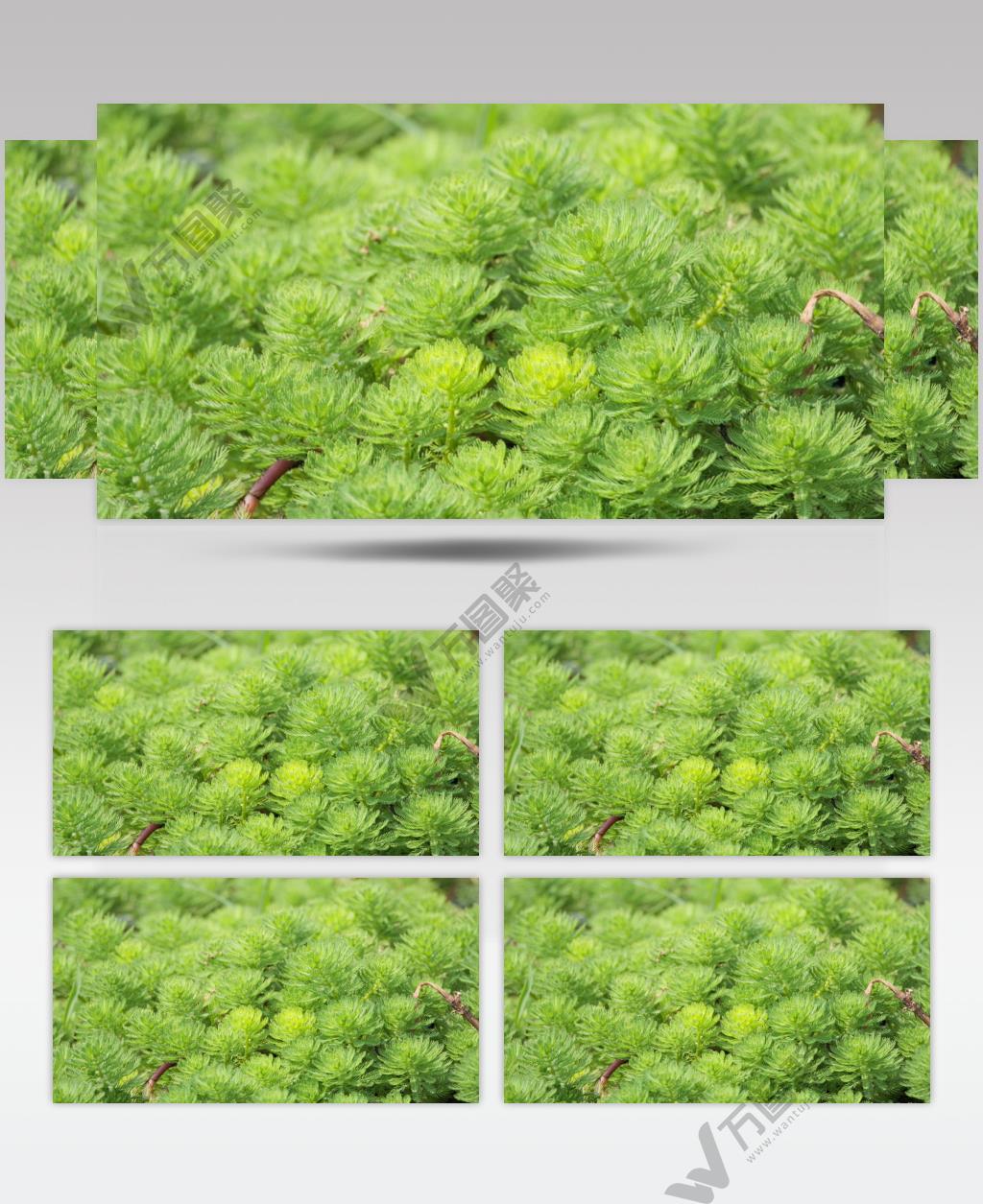 水中漂浮的绿植实拍镜头