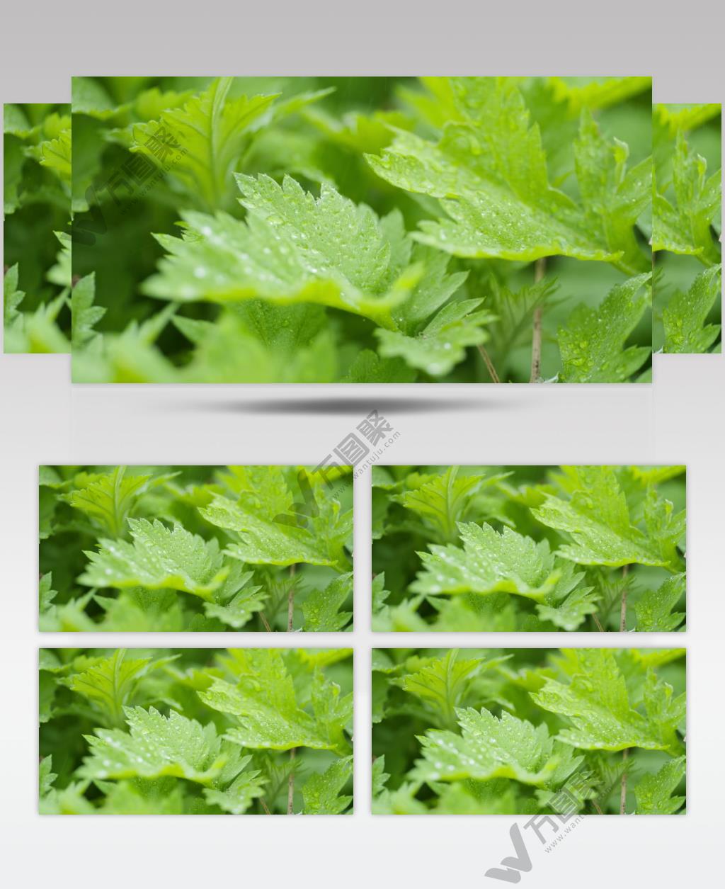 下雨水滴在植物上4K实拍