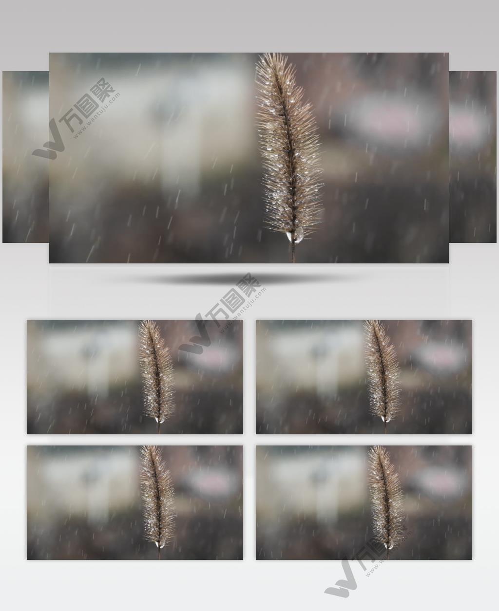 雨水洒在狗尾巴草上4K实拍