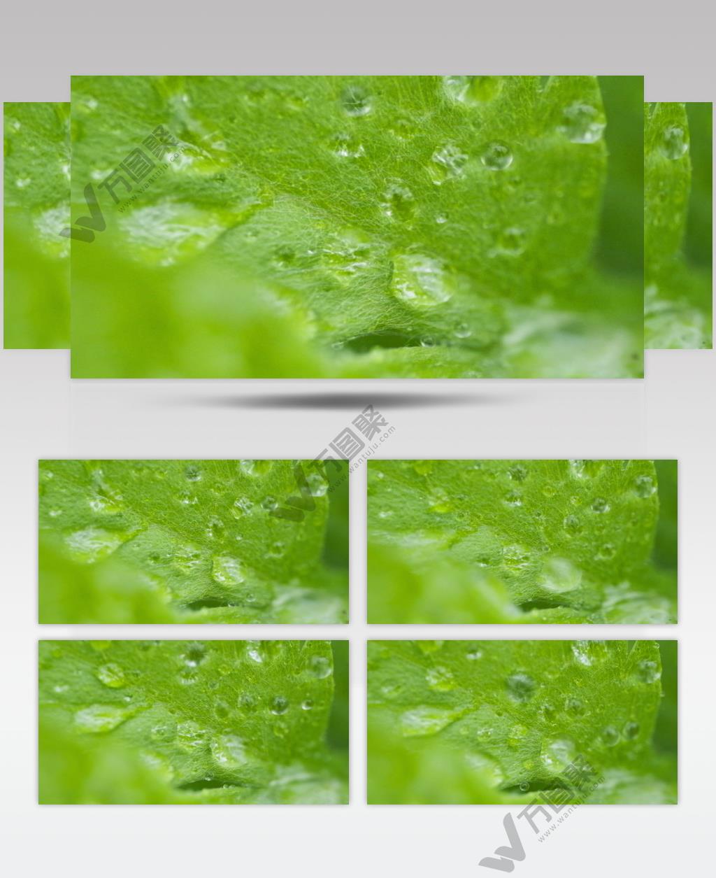 雨水滴在树叶上4K实拍 (1)