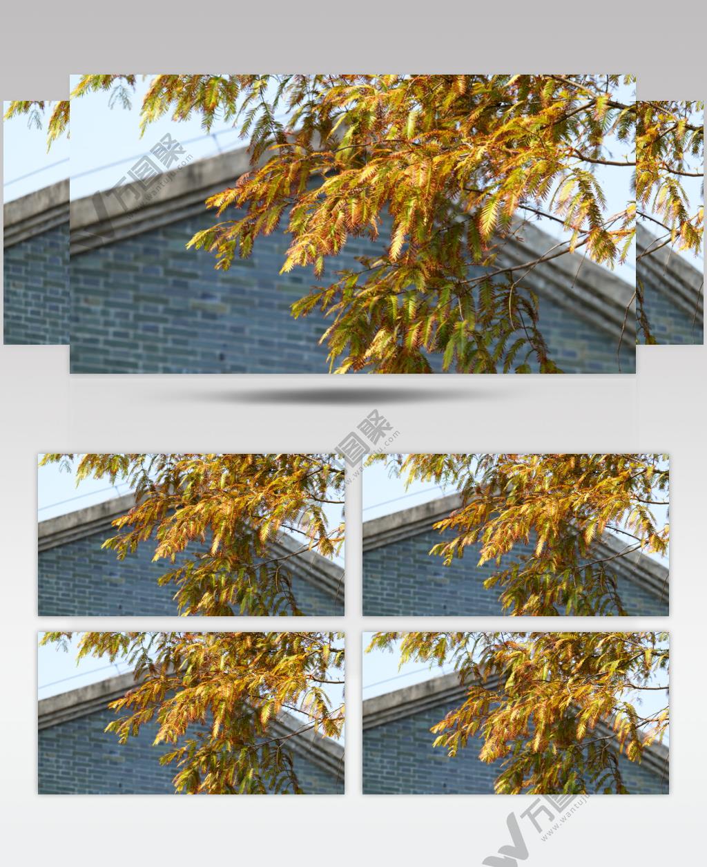 秋天树叶实拍镜头