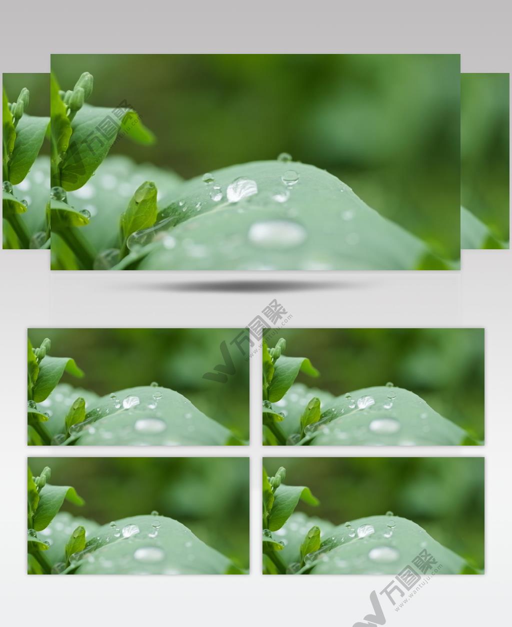 下雨水滴植物慢镜头4K