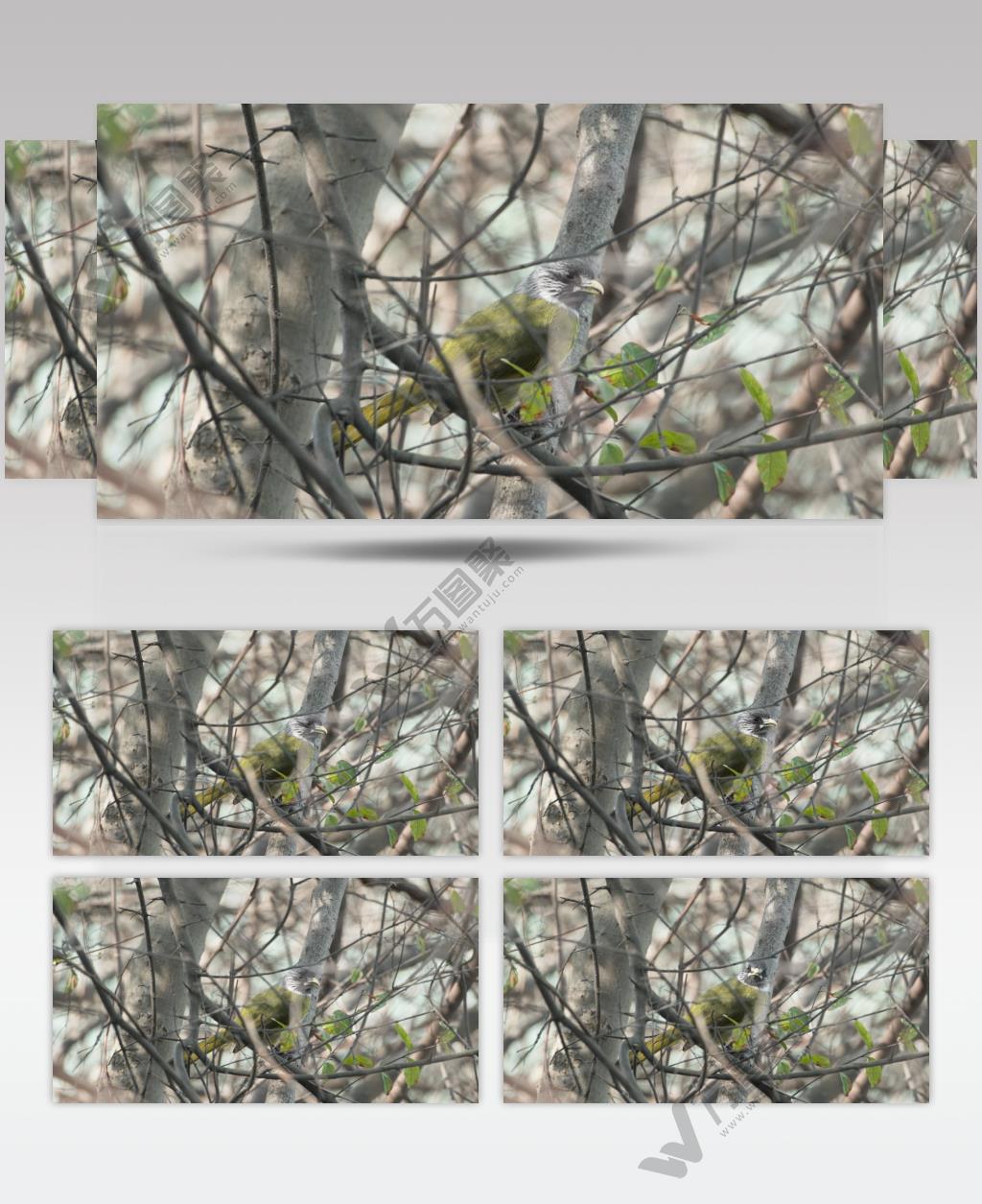 领雀嘴鹎鸟实拍镜头