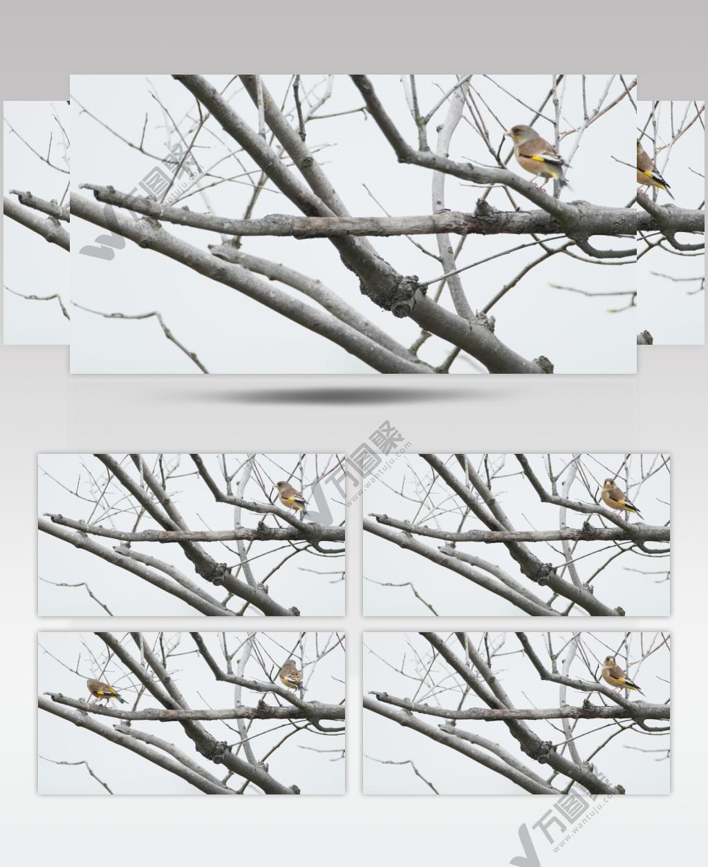 金翅雀4K实拍镜头