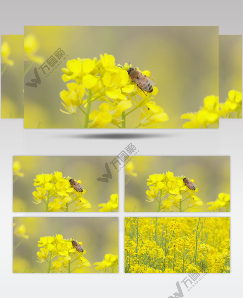 蜜蜂采蜜油菜花实拍镜头 (18)