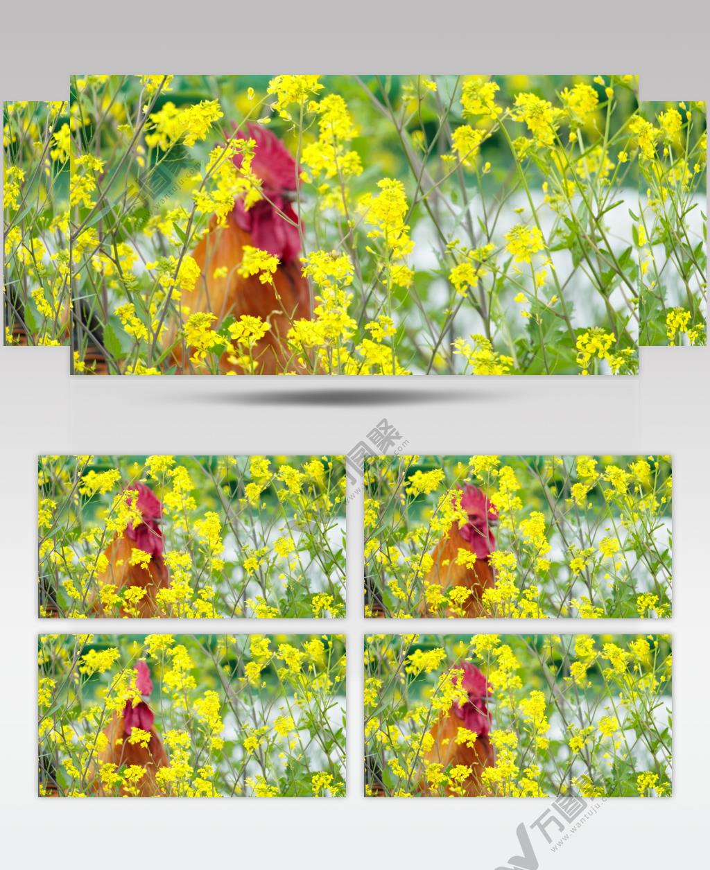 油菜花和大公鸡实拍镜头