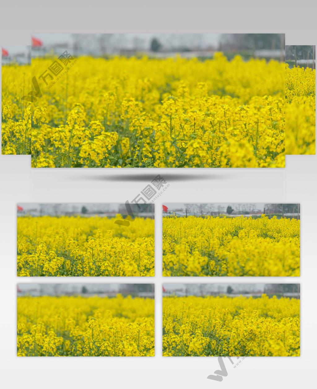 油菜花实拍镜头