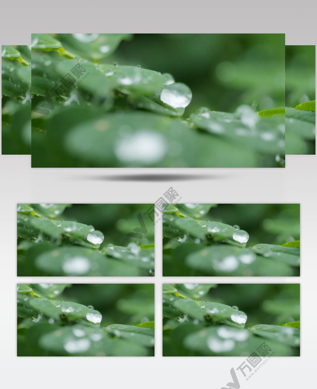 小雨滴在植物上慢镜头