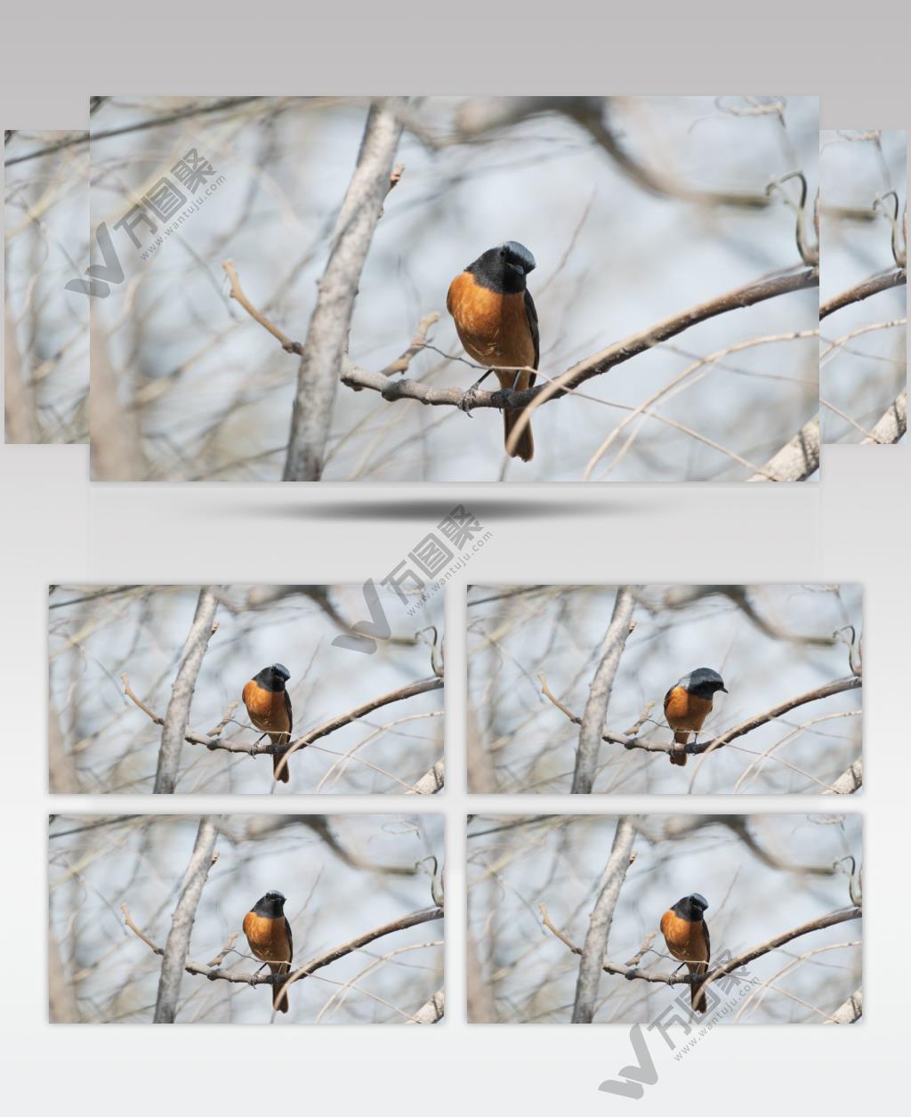 红尾鸲小鸟实拍镜头