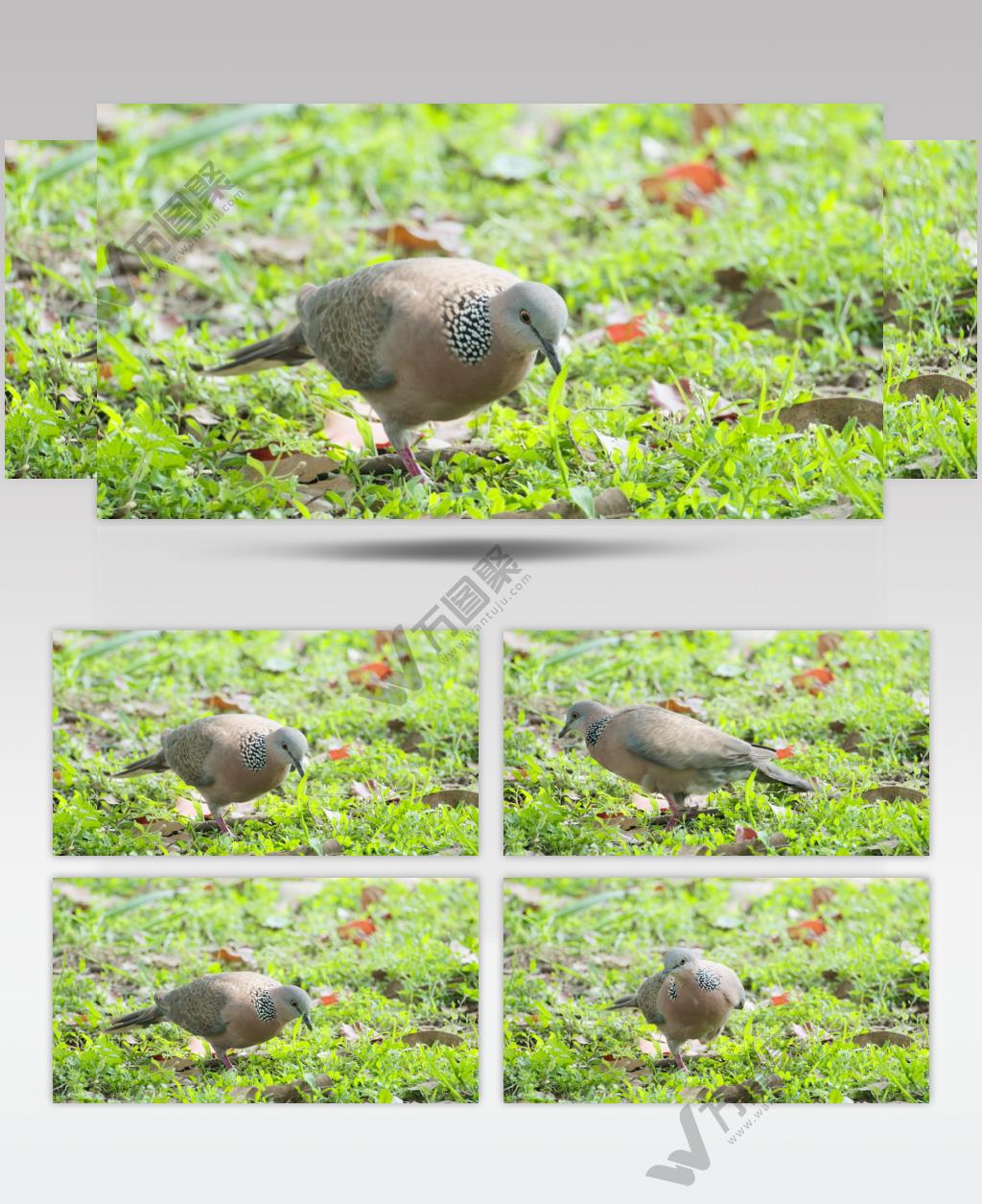 一只受伤的斑鸠实拍