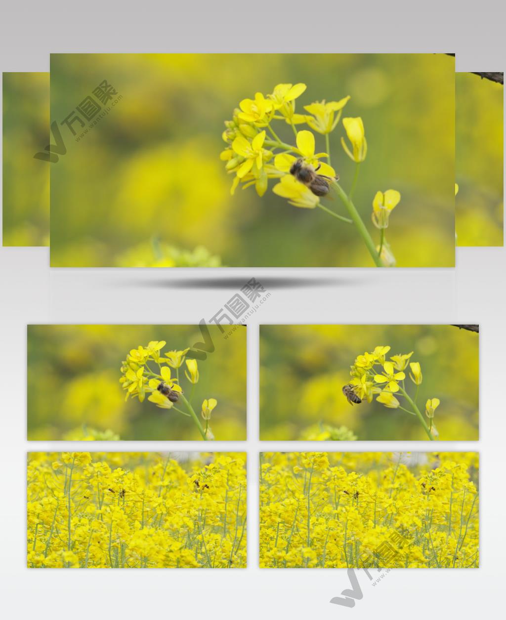 蜜蜂采蜜油菜花实拍镜头 (19)