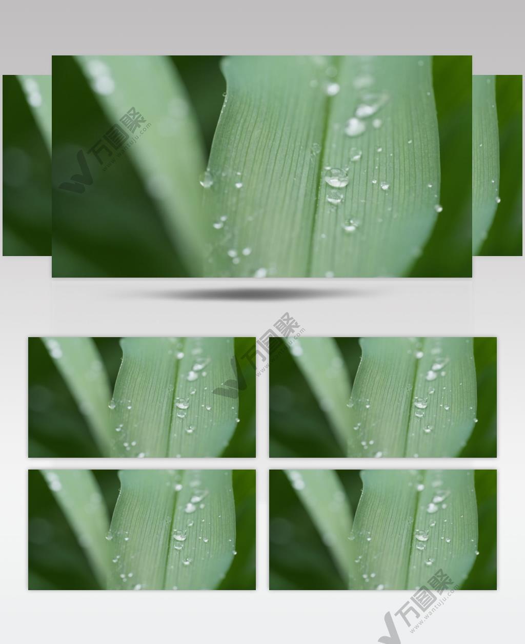 植物上的露珠实拍镜头 (3)