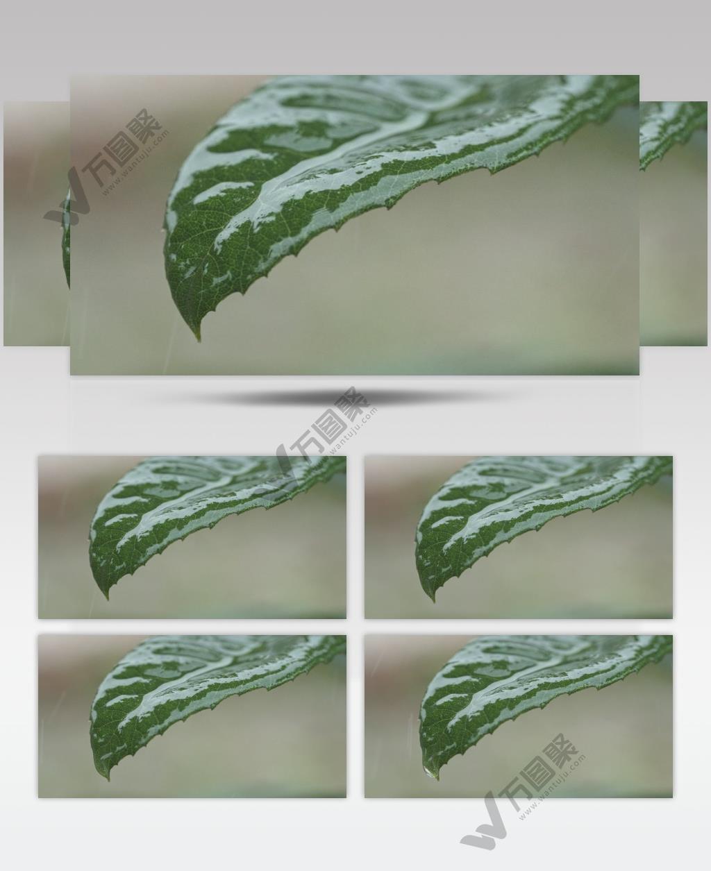 雨水树叶水滴慢镜头4K
