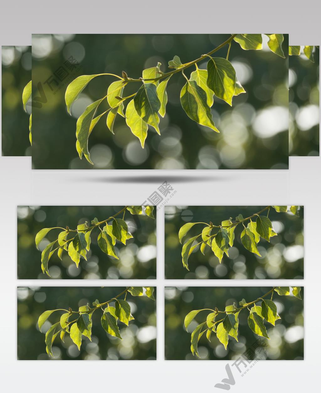 傍晚超唯美金边树叶实拍