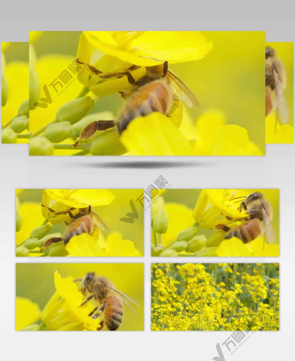 蜜蜂采蜜油菜花实拍镜头 (11)
