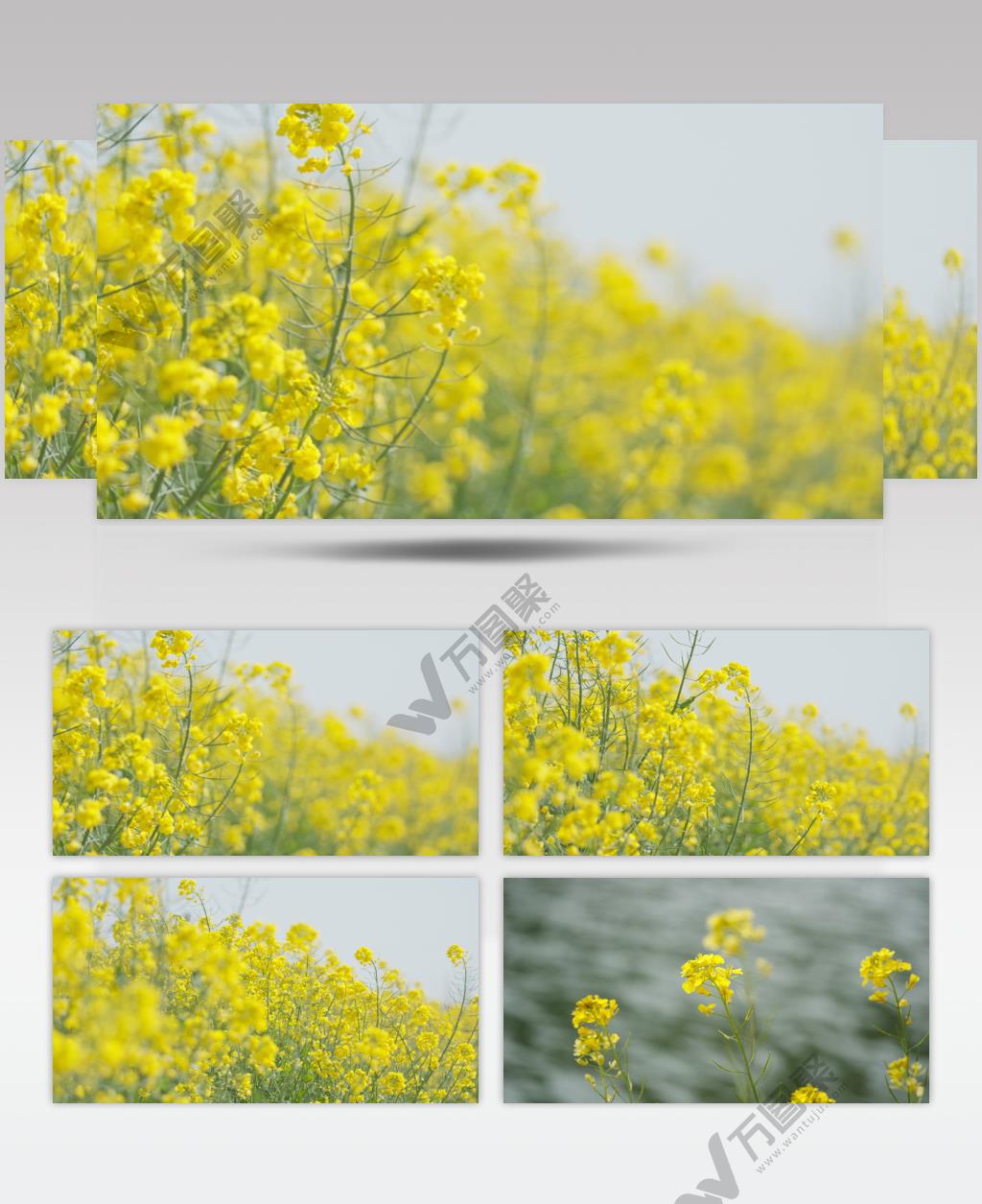 油菜花4K实拍镜头 (5)