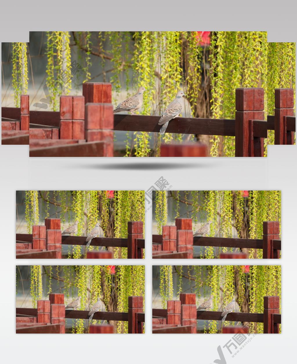 一对斑鸠鸟实拍镜头