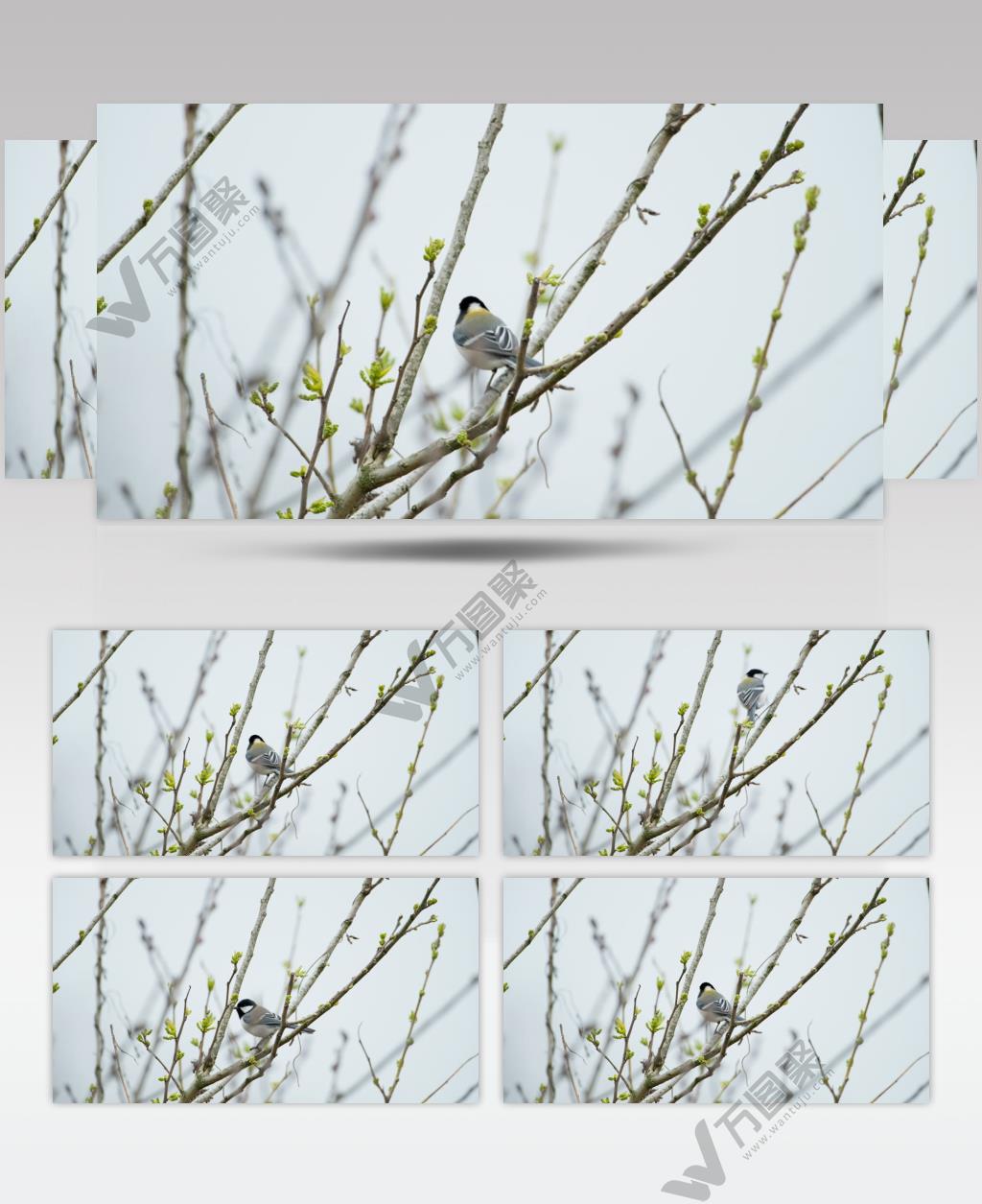 枝头山雀鸟特写实拍镜头