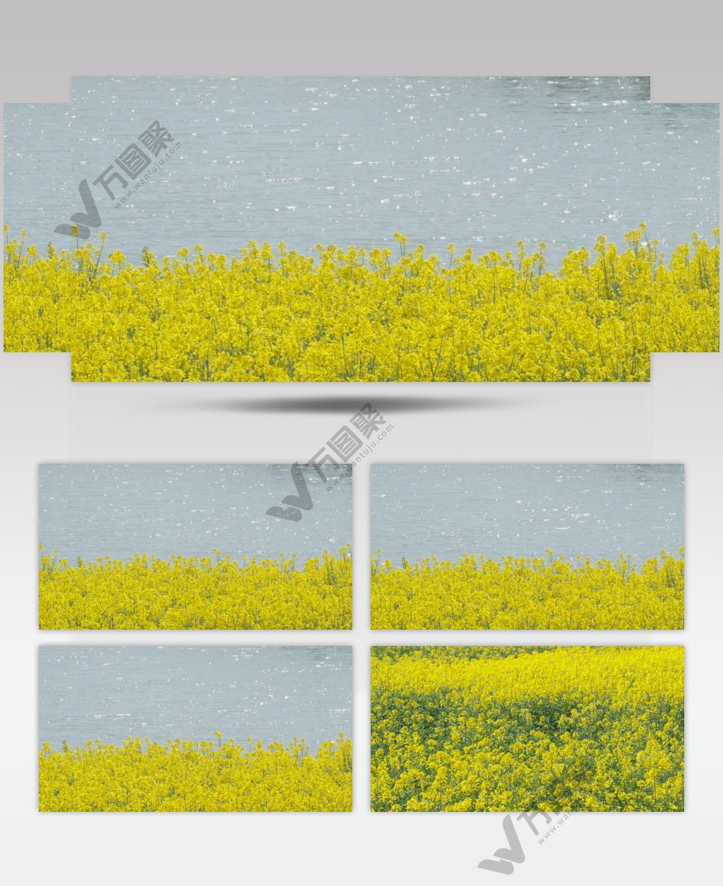 油菜花4k实拍镜头