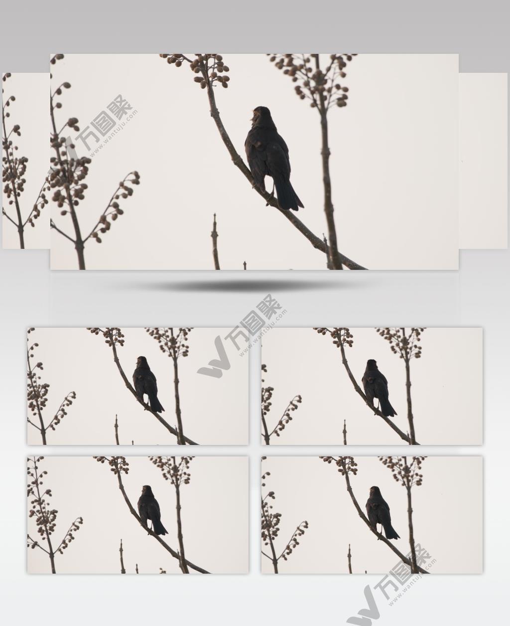 乌鸫鸣叫实拍镜头