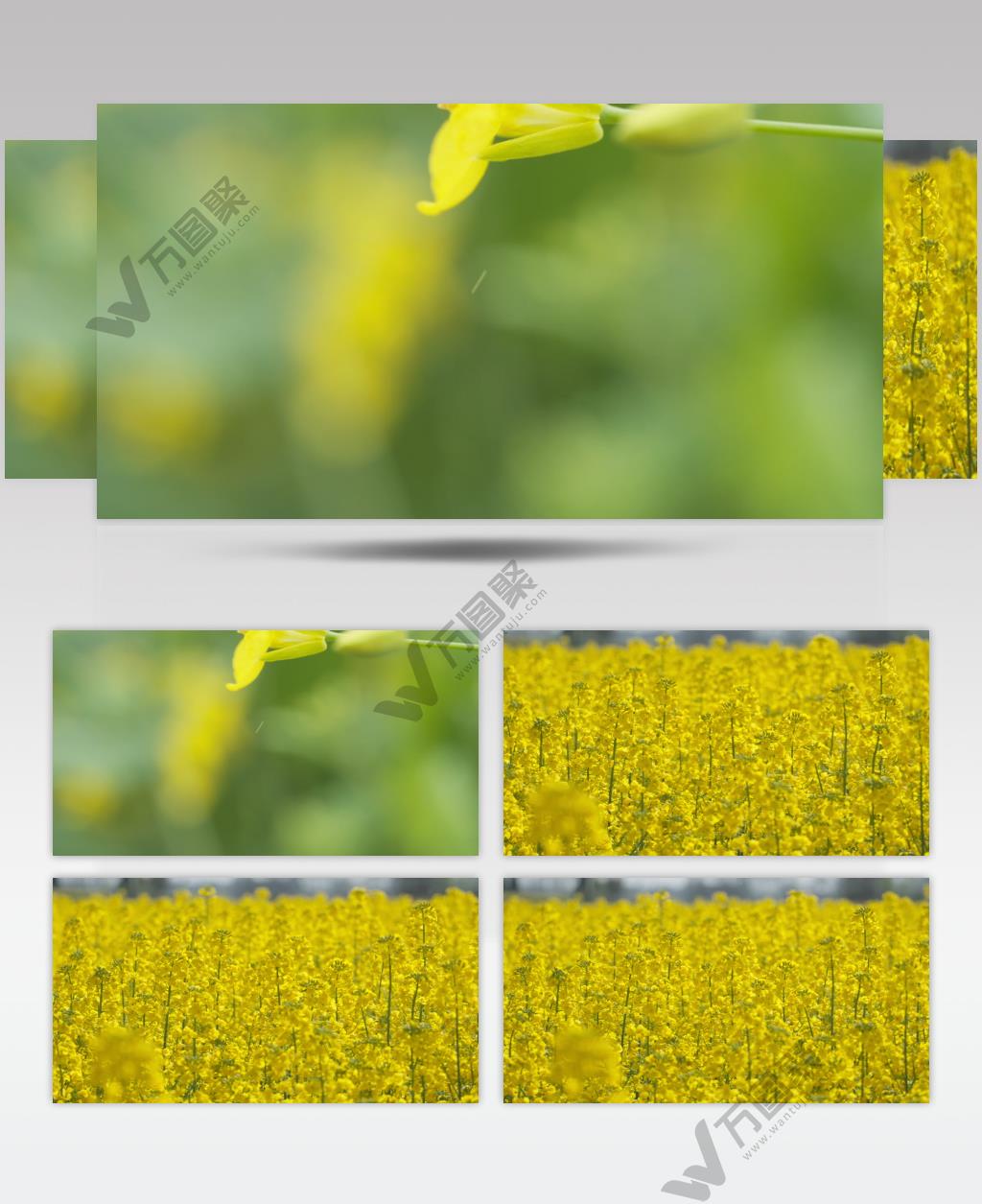 蜜蜂采蜜油菜花实拍镜头 (4)