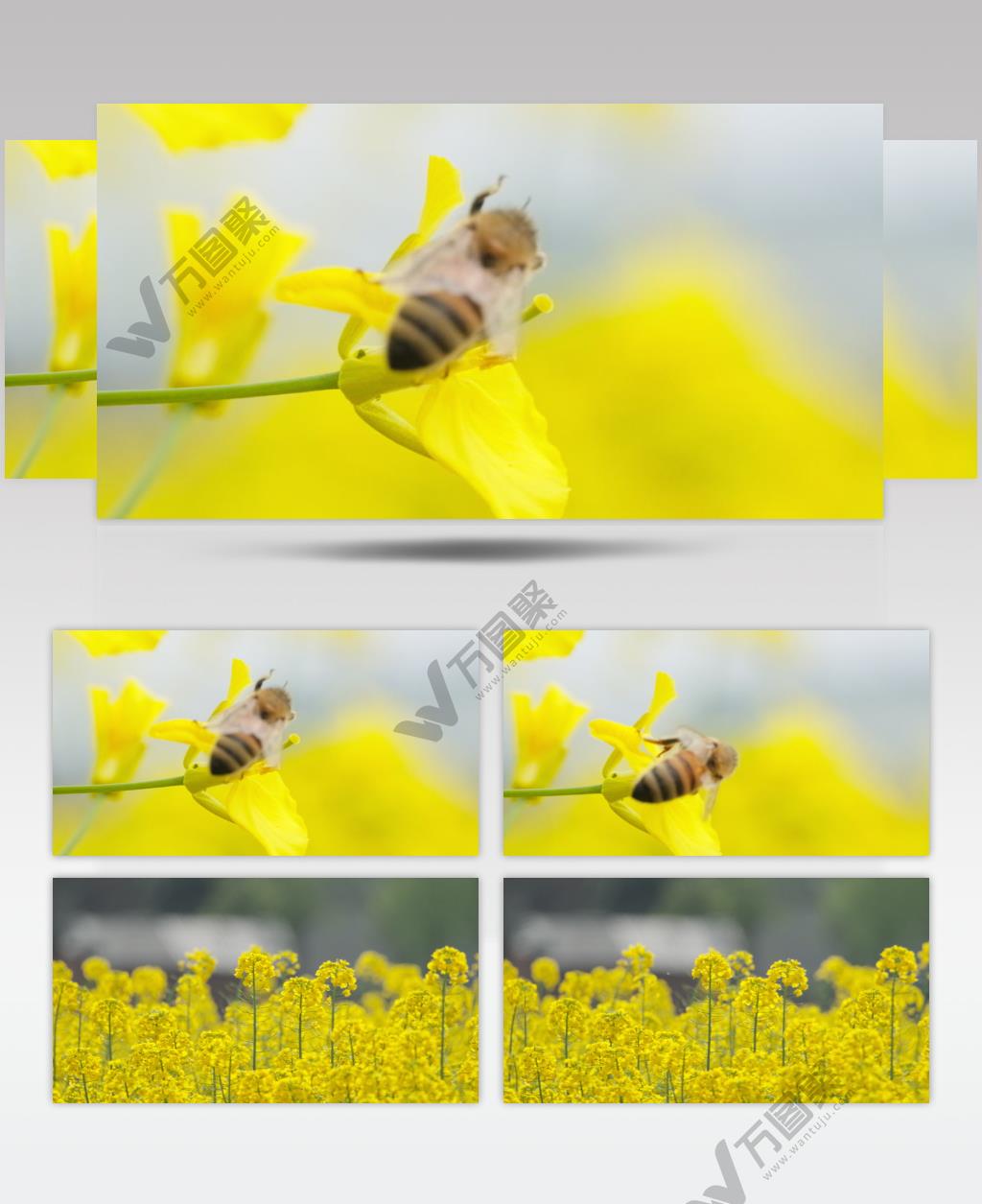 蜜蜂采蜜油菜花实拍镜头 (1)