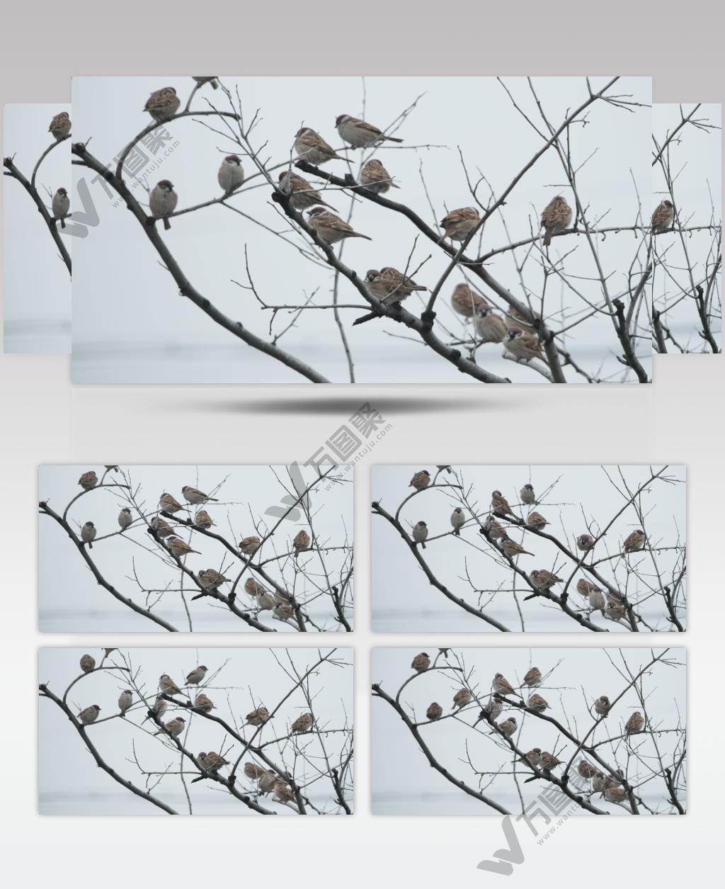 枝头一群麻雀实拍镜头