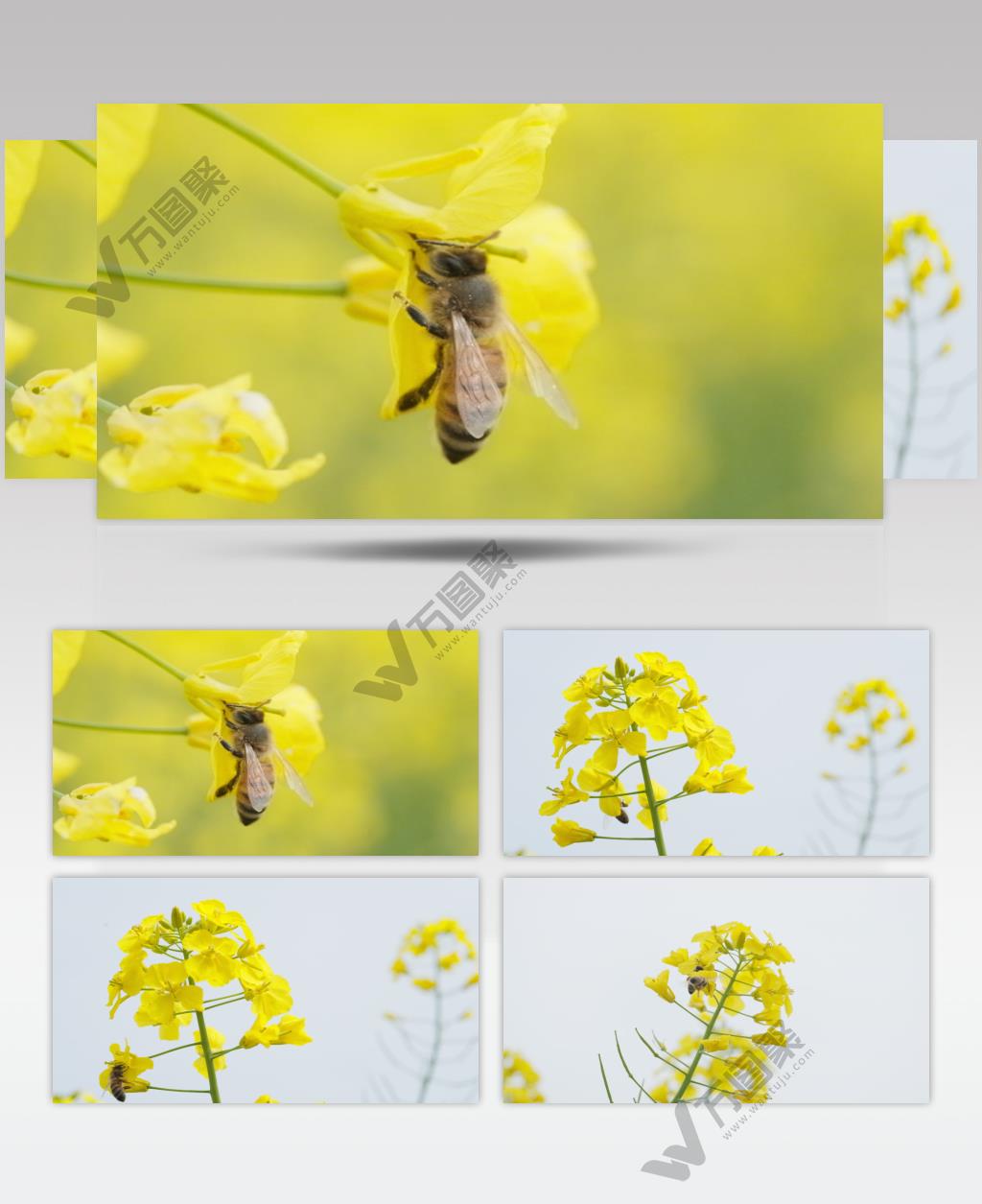 蜜蜂采蜜油菜花实拍镜头 (23)