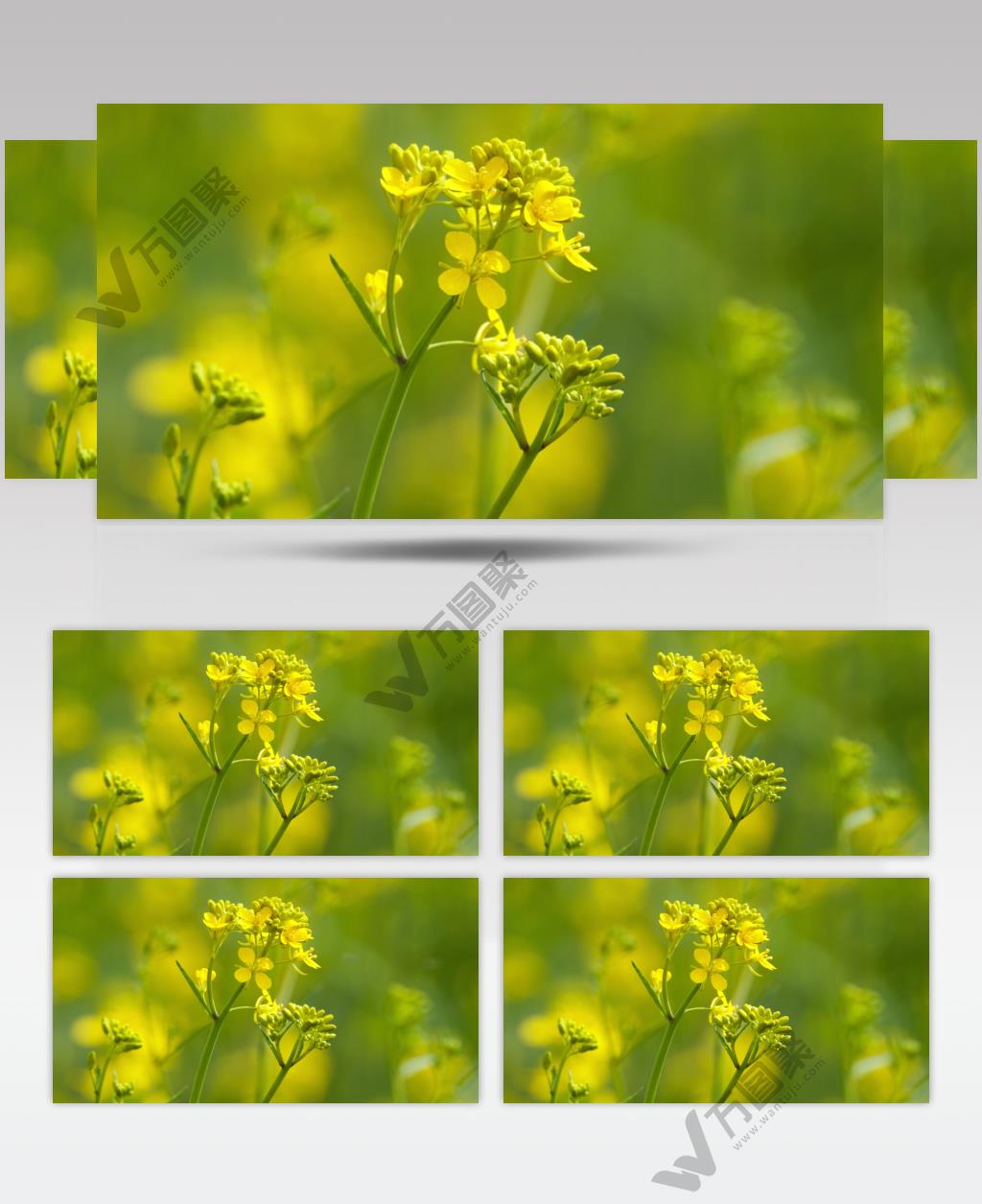 油菜花4K实拍镜头 (3)