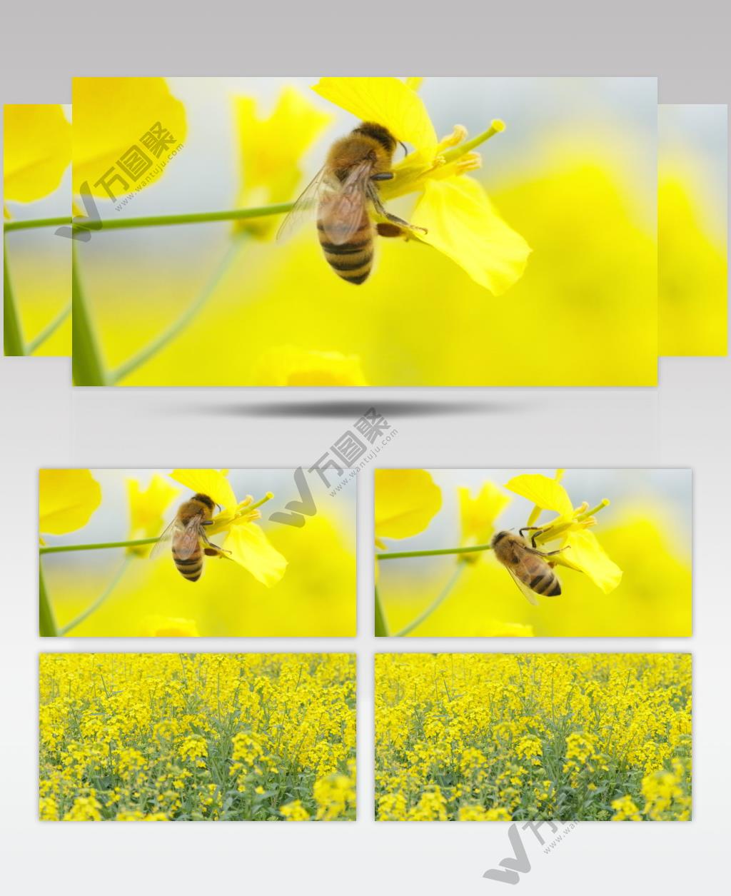 蜜蜂油菜花采蜜实拍镜头 (1)