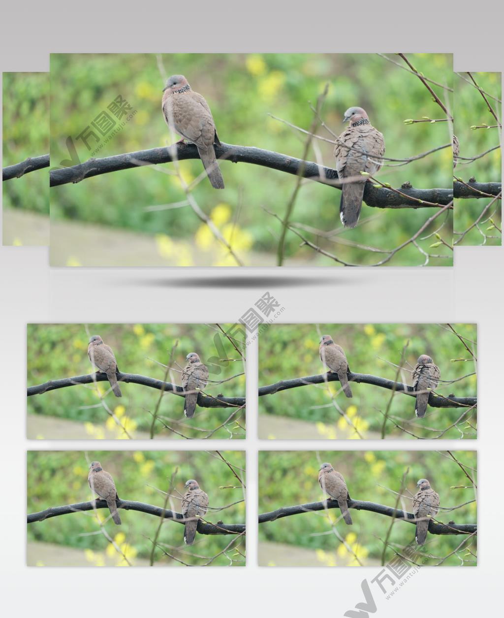 两只斑鸠实拍镜头