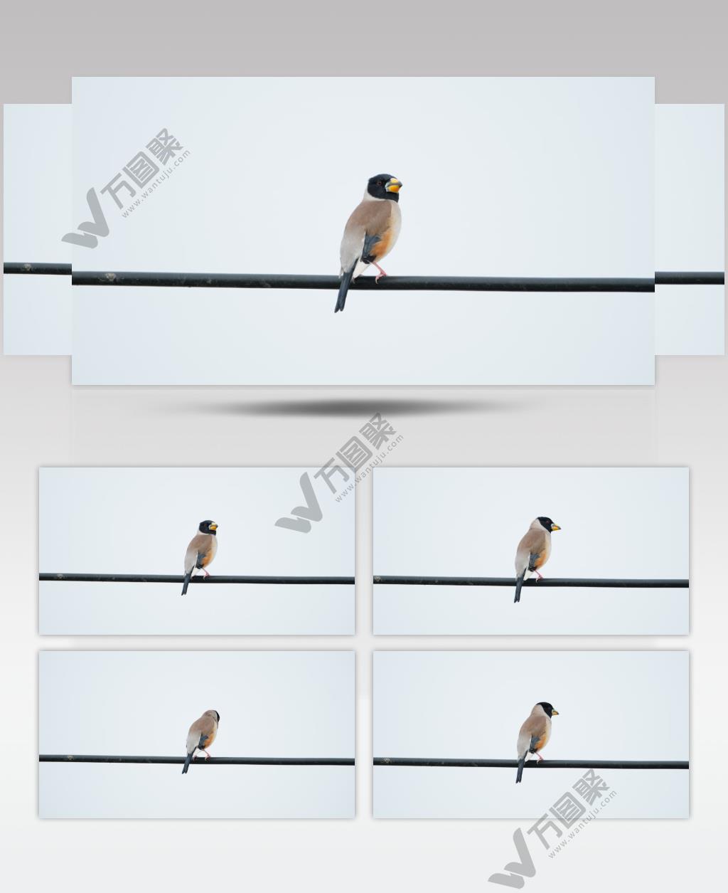 蜡嘴雀鸟实拍镜头