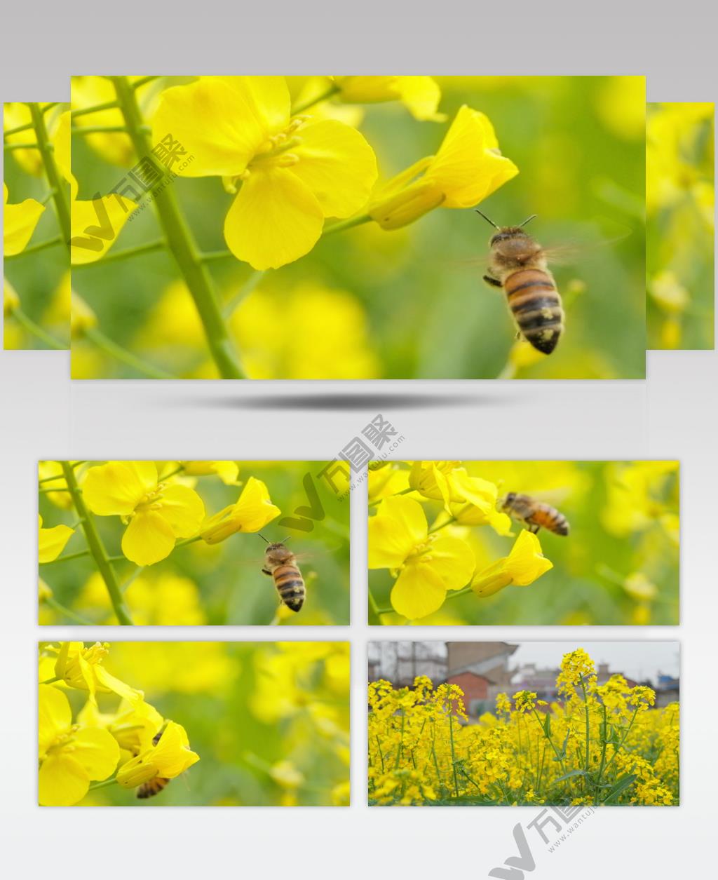 油菜花蜜蜂采蜜实拍镜头 (3)