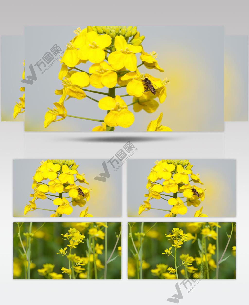 油菜花蜜蜂实拍镜头 (2)