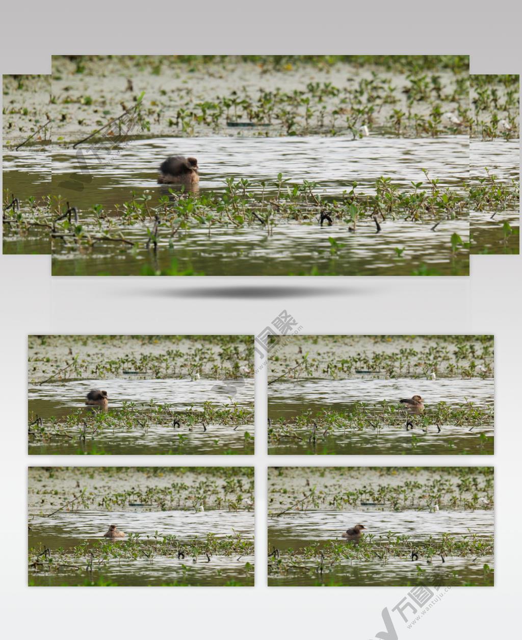 小溪里的鷿鷈实拍镜头