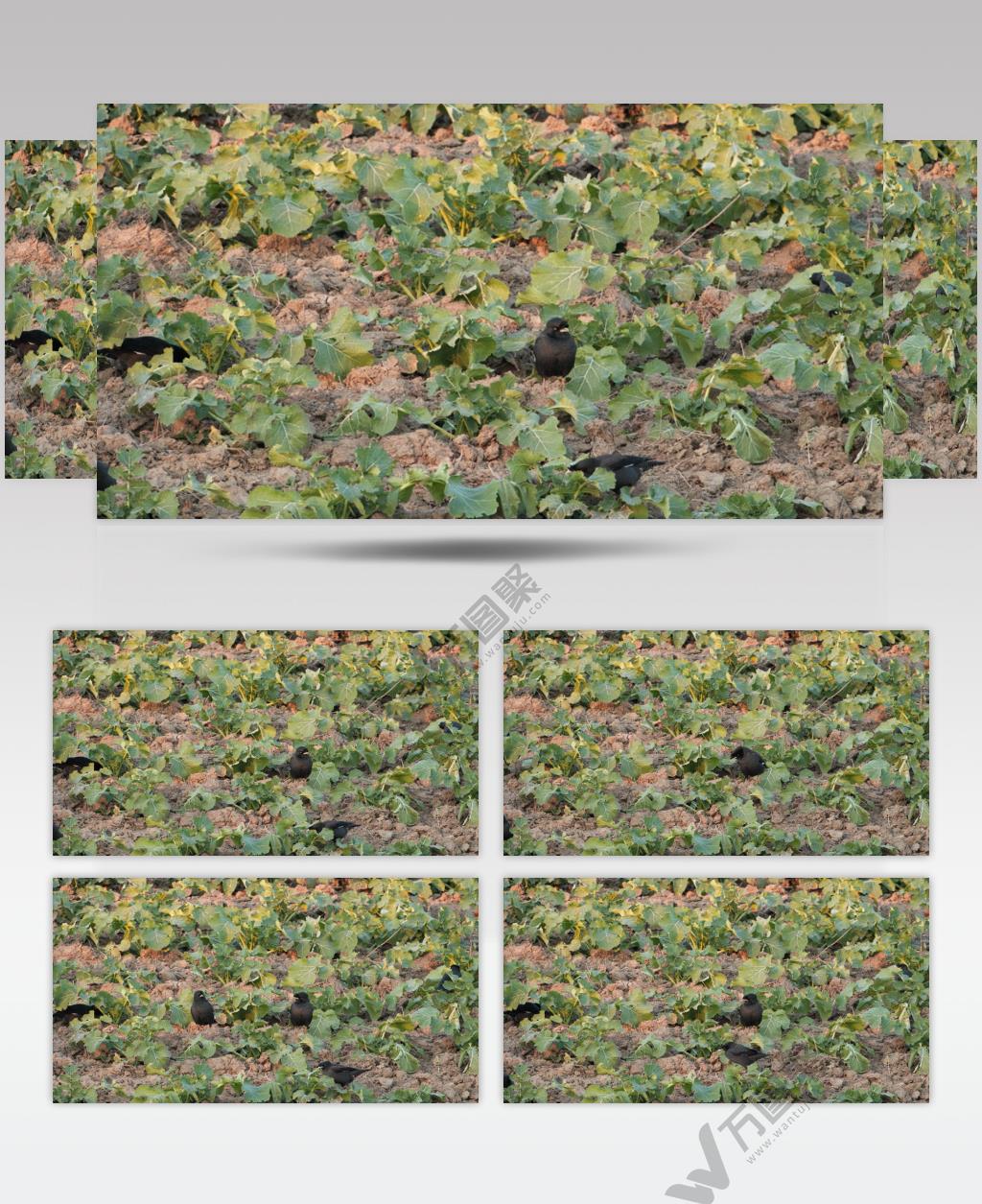 清晨八哥偷菜吃实拍