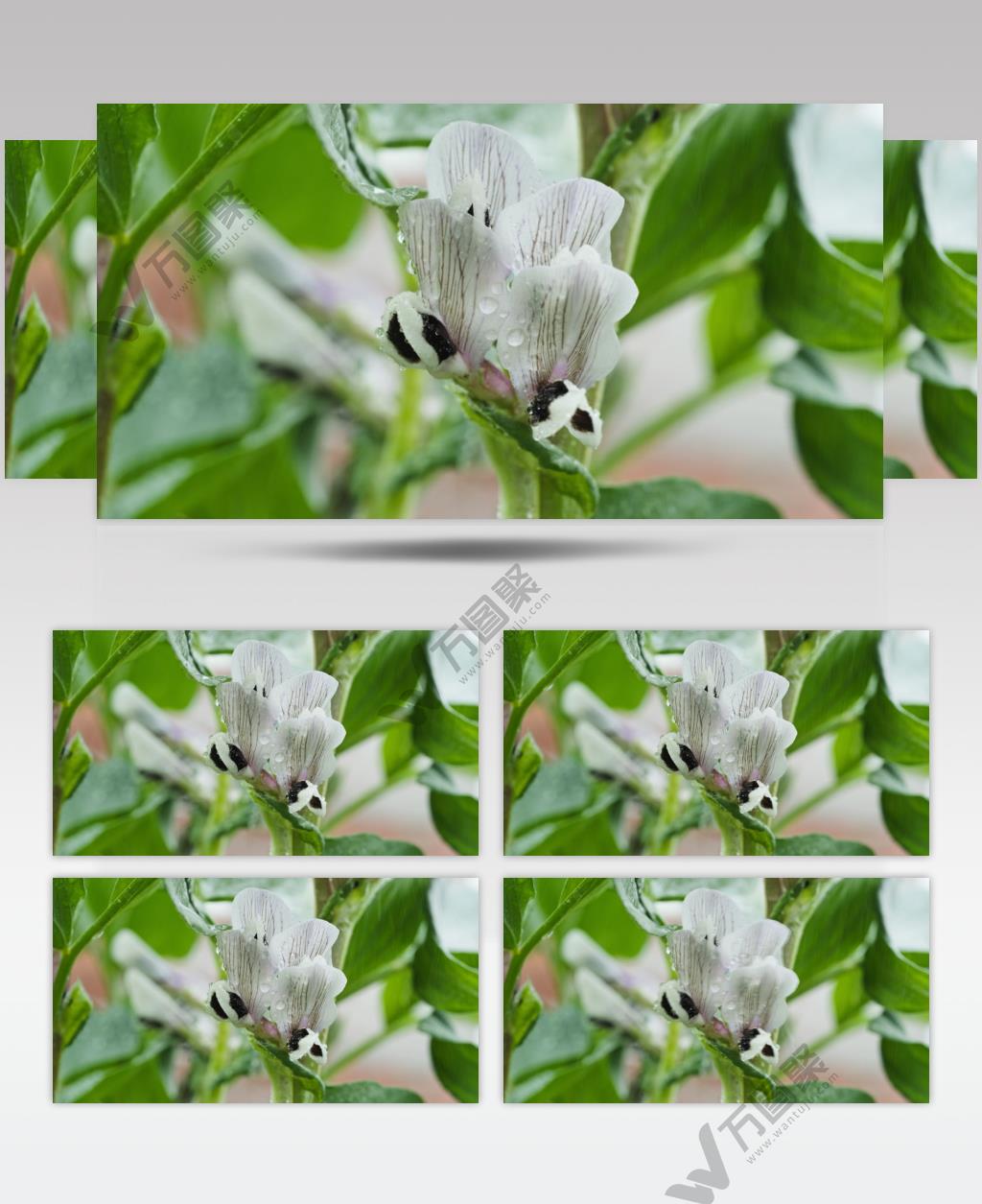 下雨水洒在植物上4K实拍
