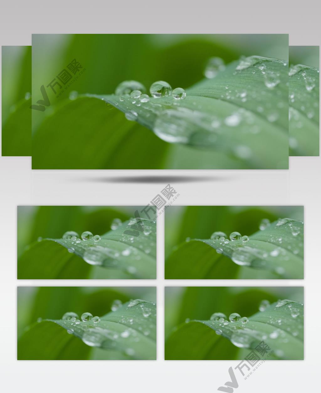 植物露珠水滴实拍镜头