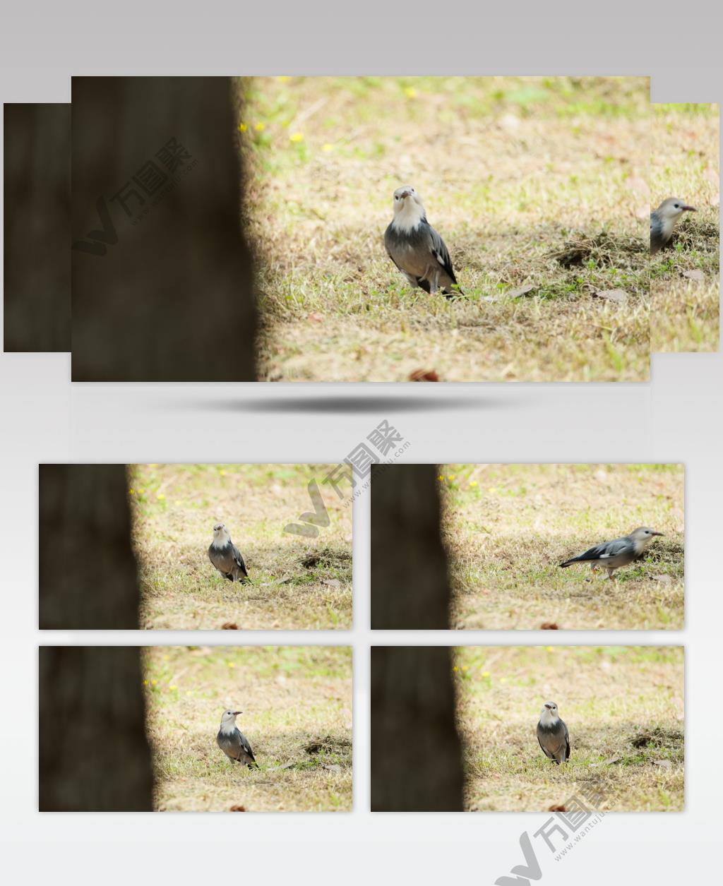 椋鸟4K实拍镜头