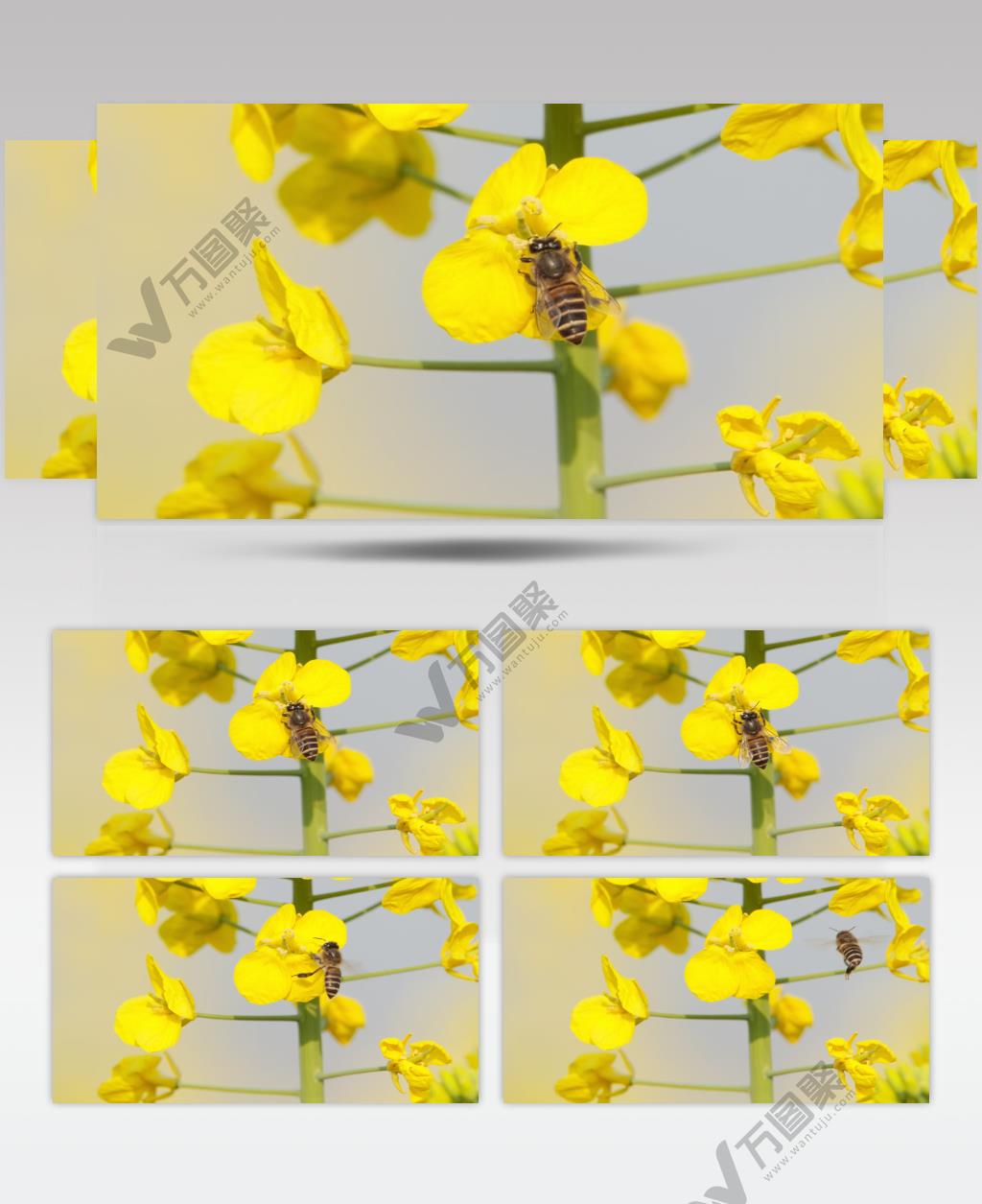 蜜蜂采蜜油菜花实拍镜头 (3)
