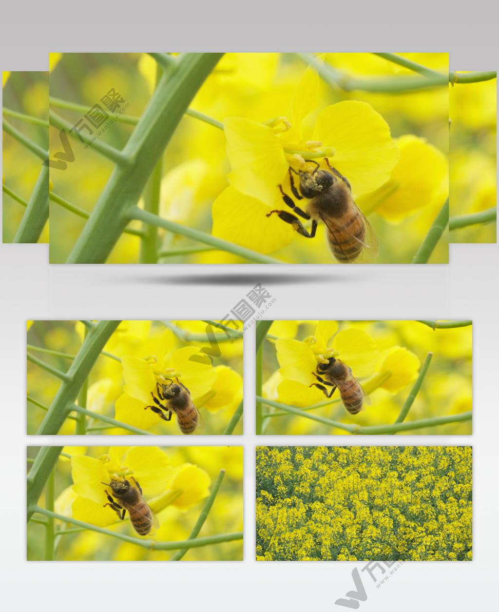 蜜蜂油菜花实拍镜头