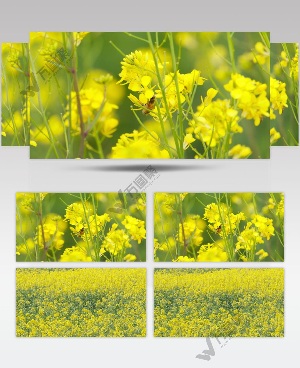 蜜蜂采蜜油菜花实拍镜头 (13)