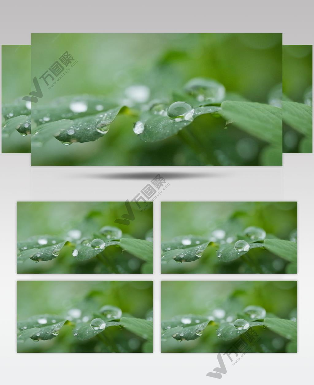 春雨滋润植物4K慢镜头实拍