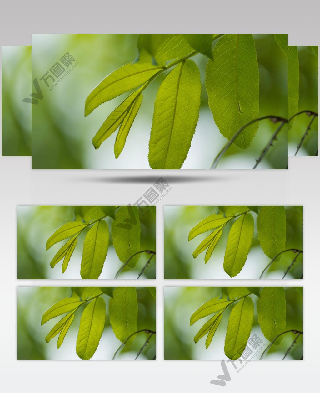 树叶慢镜头升格实拍