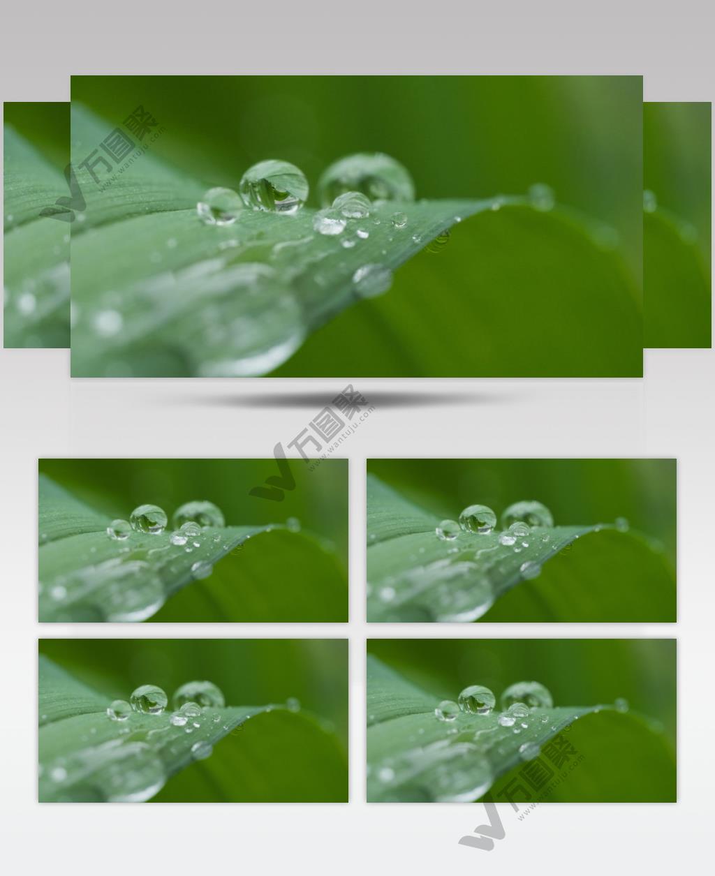 植物上的露珠实拍镜头