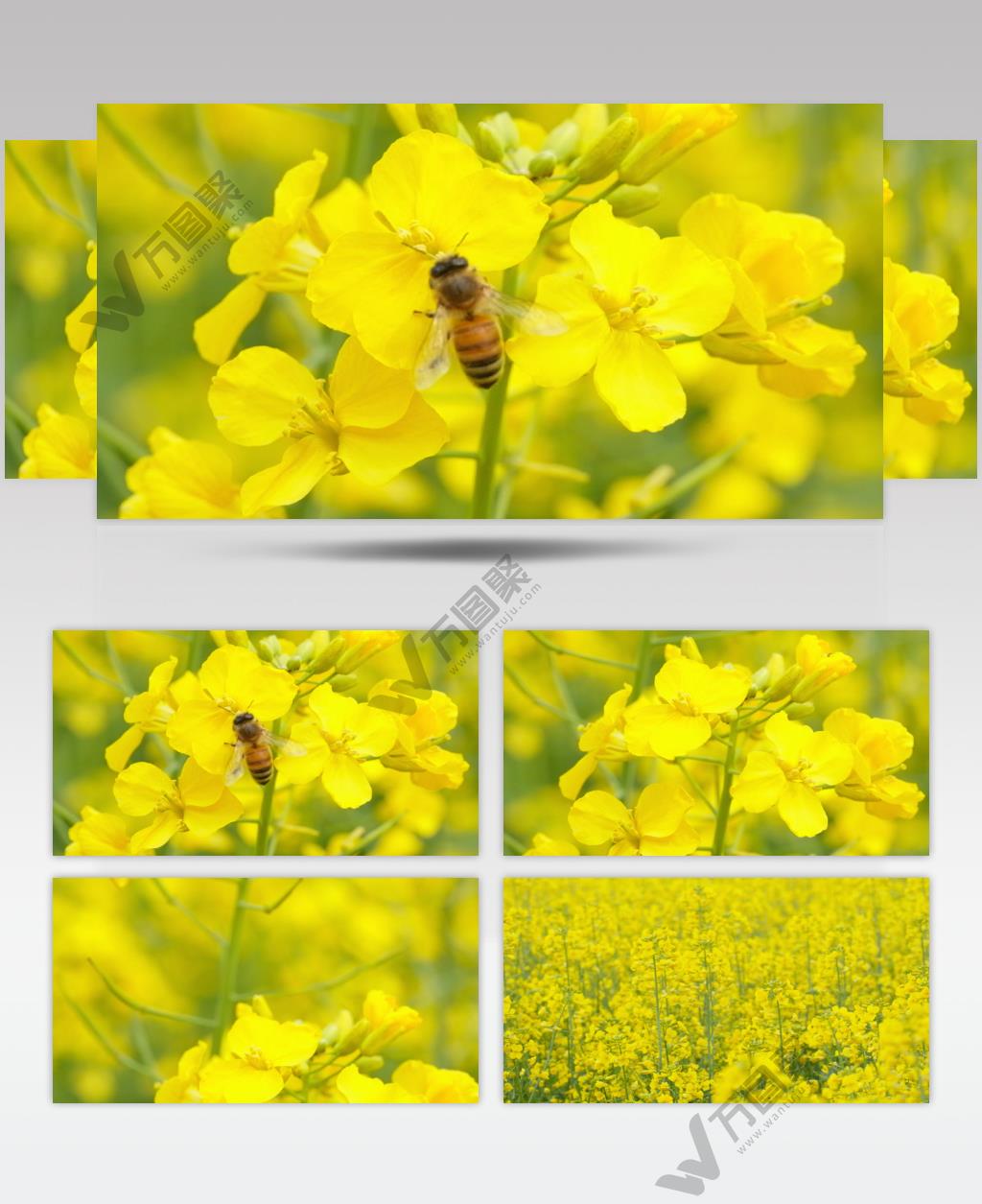 蜜蜂采蜜油菜花实拍镜头 (15)