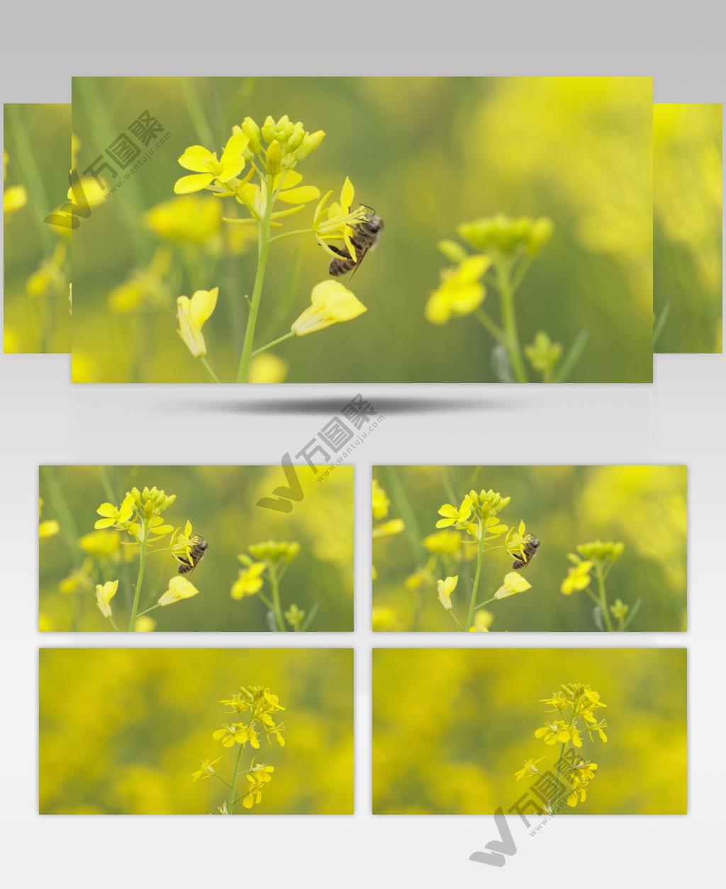 蜜蜂采蜜油菜花实拍镜头 (9)