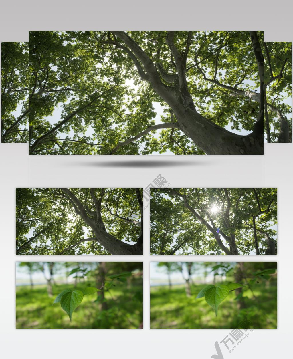 春末夏初植物树木叶森林水草